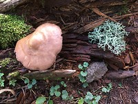Herfstwandeling bij Honeck.