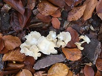 Herfstwandeling bij Honeck.