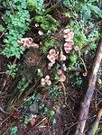 Herfstwandeling bij Honeck