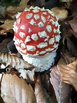 En nog weer mooie paddenstoelen.