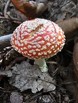 Nog meer paddenstoelen.