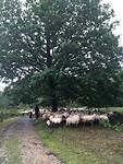 Schaapskudde met herder op de Eperheide.