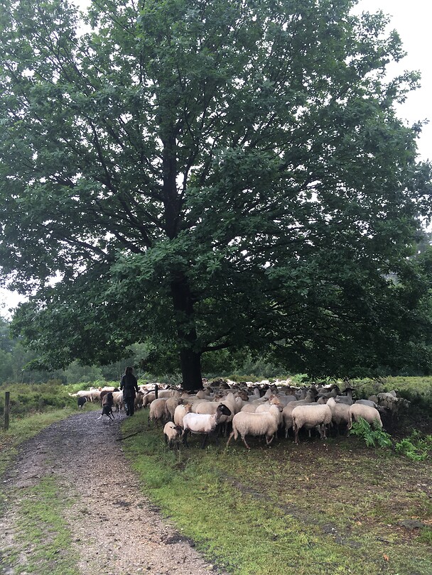 Schaapskudde met herder op de Eperheide.