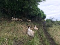 Schapen op het pad over de Gulperberg.