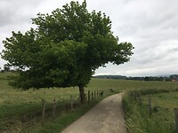 Afgesleten boom op een weggetje bij Wittem.