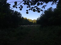En even verderop liepen mooie witte koeien die er toch een beetje dreigend uitzagen.