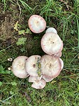 Paddenstoelen op het pad.