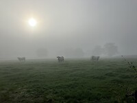 Koeien in de mist in de ochtendzon.