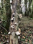 Herfst in het bos.