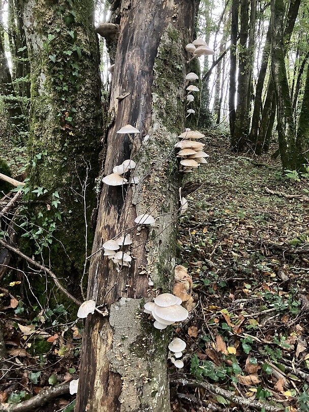Herfst in het bos.