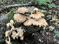 Herfst in het bos.
