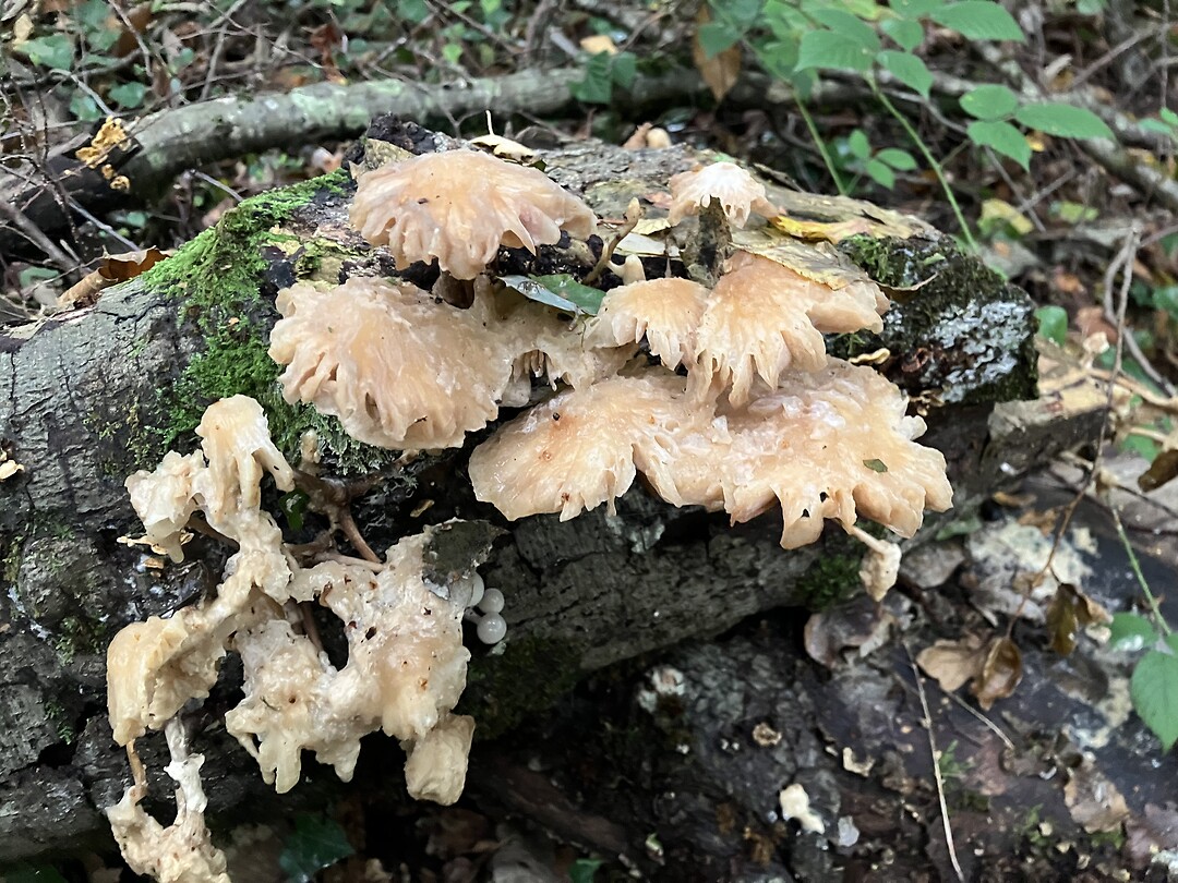 Herfst in het bos.