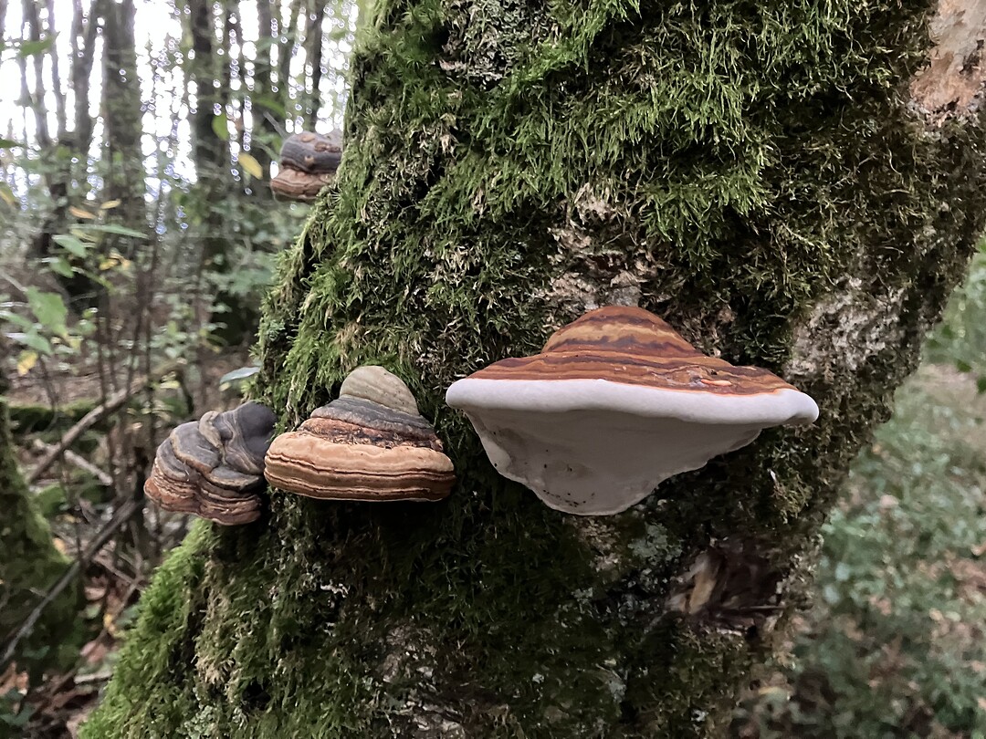 Herfst in het bos.