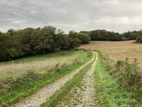 Mooi zandpad naar het bos.
