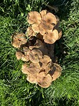 Paddenstoelen onderweg naar Burguete