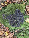 IMG_5451