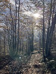 De zon tussen de bomen door op het pad.