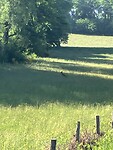 Goed kijken, een ree gespot in het gras.