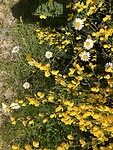 Brem en Margrieten.