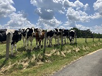 Nieuwsgierige koeien.
