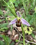 Bijenorchis