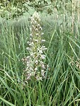 Bokkenorchis