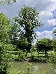 Grote boom vol met maretakken.