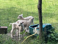 Drie nog piepjonge lammetjes!