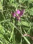 Groot zwart vliegbeest op de lathyrus