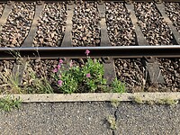 Spoorbloem of rode Valeriaan.