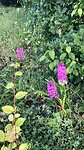 De orchideeën staan weer in bloei.