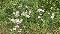 En volop Margrieten langs de weg en in het veld.