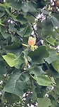 Amerikaanse tulpenboom bij de kerk van Brouqueyran.