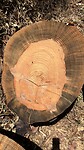 Grote blokken hout van een omgevallen boom.