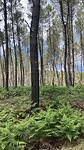 Allemaal pijnbomen, dit is Les Landes!