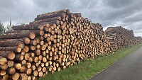 Gekapte pijnbomen voor de papierindustrie.