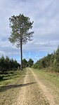 Opnieuw lange rechte paden en pijnbomen.