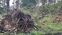 Dooreen hevige storm dit voorjaar veel omgewaaide bomen.