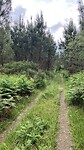 Een wandelpad door het bos.