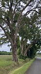 Kurkeiken langs de weg bij Bostens.