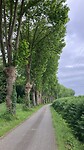 Een weg met mooie grote bomen.