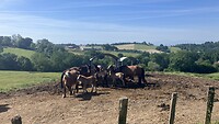 IMG_8241