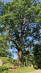 Elke keer verbazen we ons weer over de prachtige oude bomen.