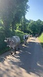 De koeien mogen ook naar buiten.