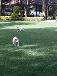 Zwerfkatten in de tuin van het hotel