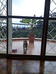 Groene meerkat op bezoek