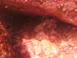Octopus ( zwemmend )