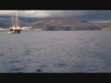 Pilot walvissen langs de boot!