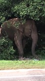 De olifant op de weg