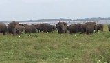 Olifantensafari